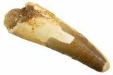 Fossil Spinosaurus Tooth - Feeding Worn Tip #326232-1